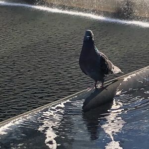 Meet your Posher, Renee